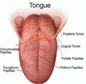 r-tongueanatomy2.gif